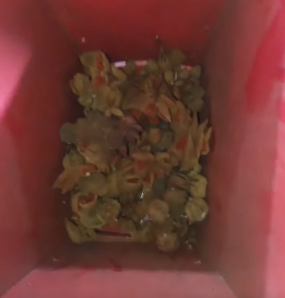 🌺 Desgranadora de Onoto (Achiote)
